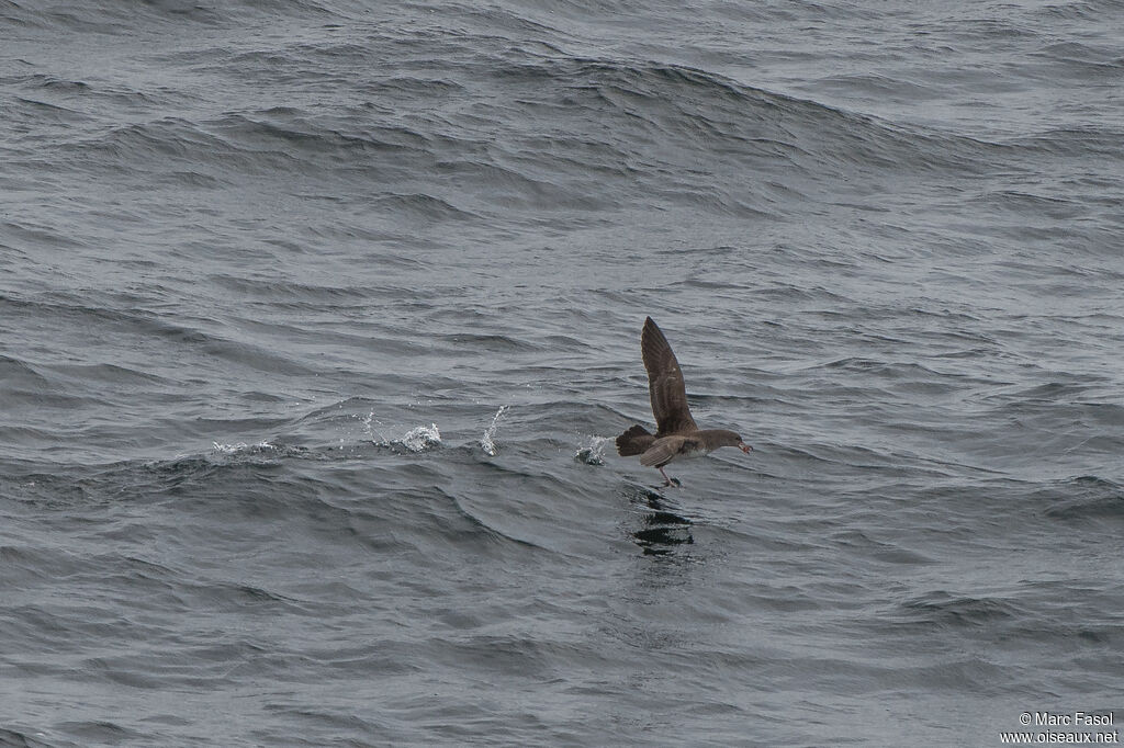 Puffin à pieds rosesadulte, Vol