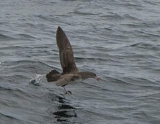 Pink-footed Shearwater