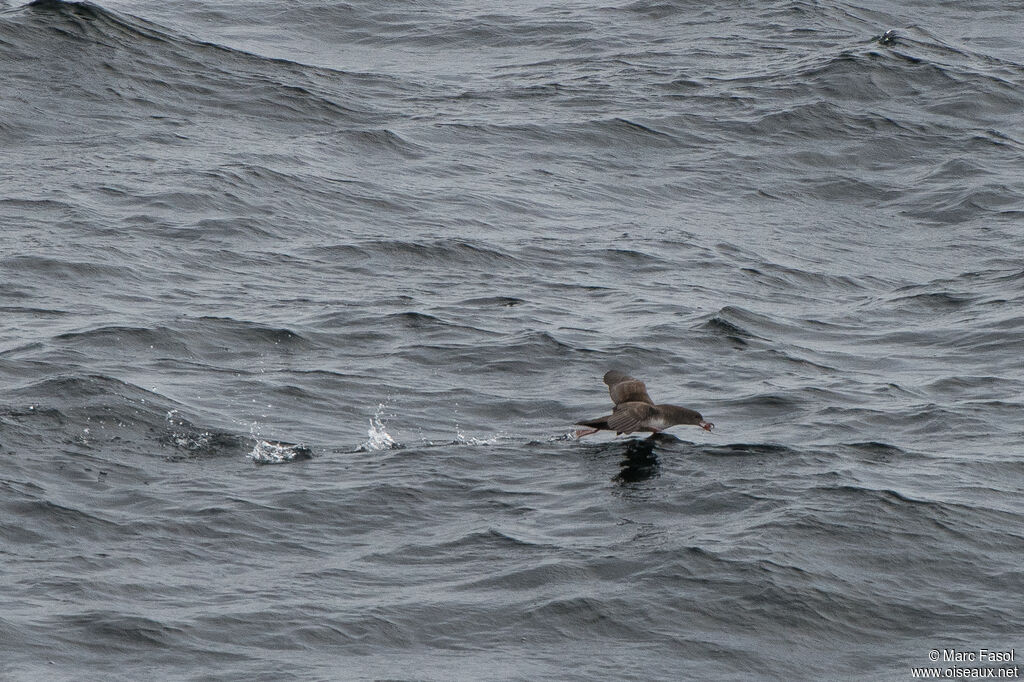 Puffin à pieds rosesadulte, Vol