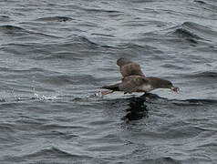 Pink-footed Shearwater