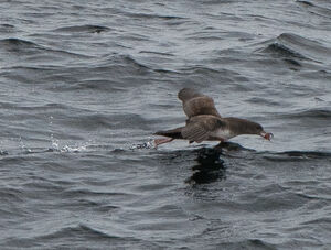 Puffin à pieds roses