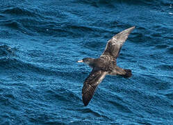 Pink-footed Shearwater