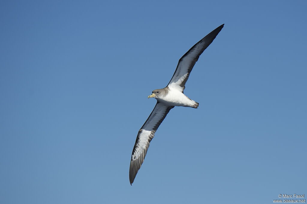 Cory's Shearwateradult, Flight