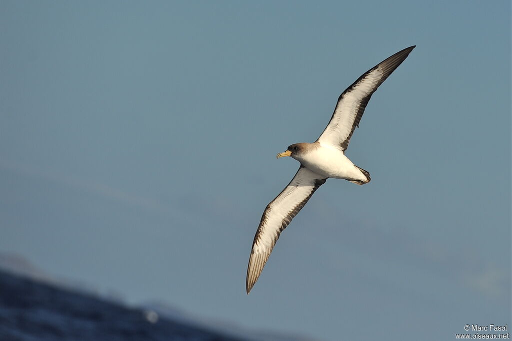 Cory's Shearwateradult, Flight