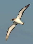 Cory's Shearwater