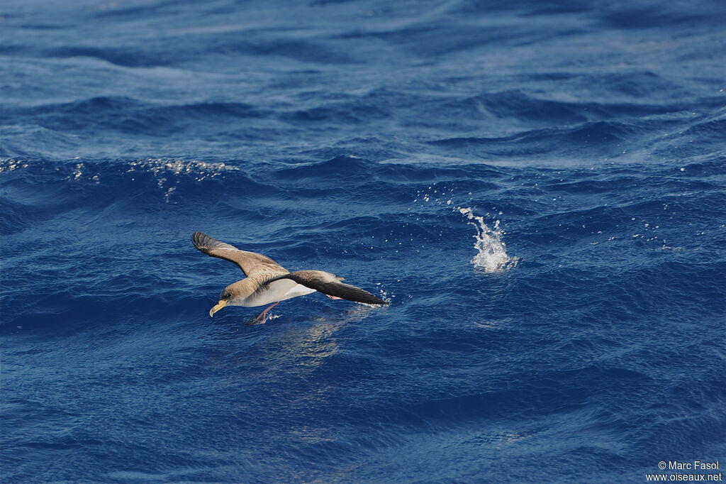 Cory's Shearwateradult, Flight