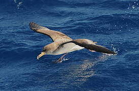 Cory's Shearwater