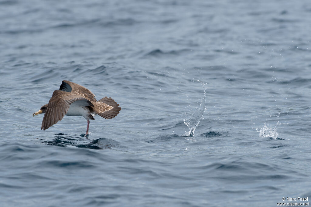 Cory's Shearwater, Flight