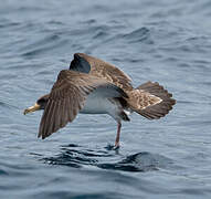 Cory's Shearwater