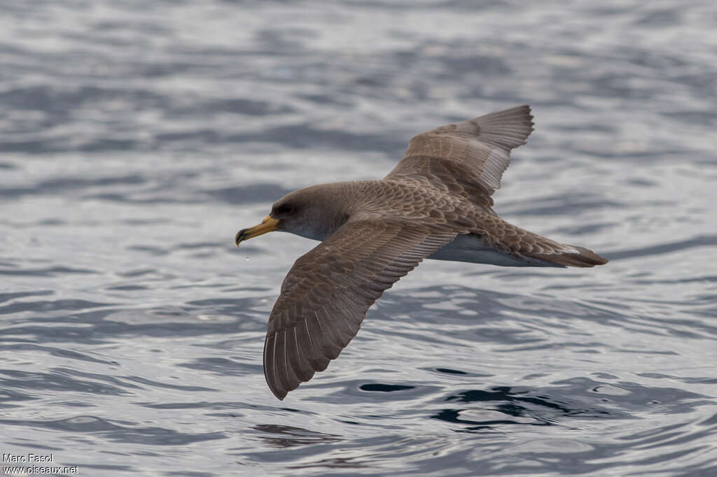 Cory's Shearwateradult, pigmentation, Flight