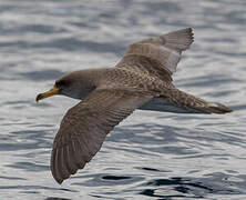 Cory's Shearwater