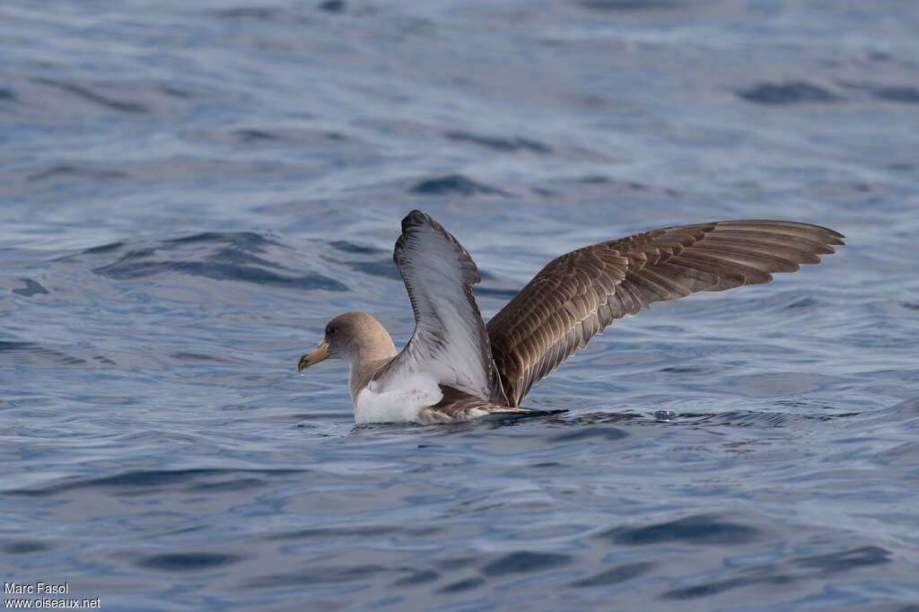 Cory's Shearwateradult, pigmentation, swimming