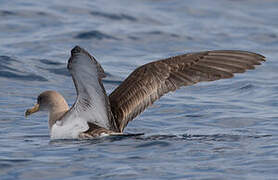 Cory's Shearwater