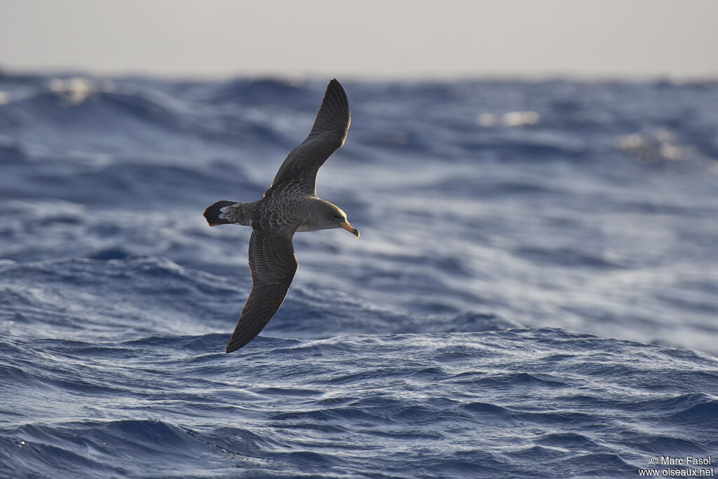 Cory's Shearwateradult breeding, identification, Flight, Behaviour