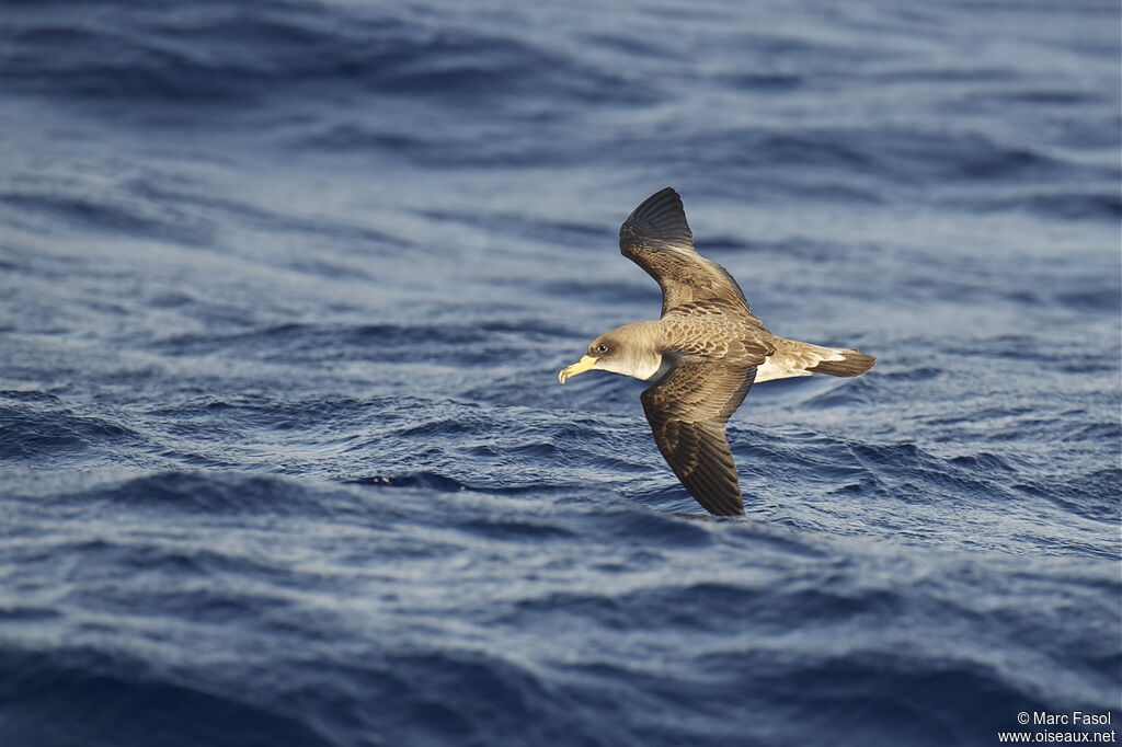 Cory's Shearwateradult, identification, Flight, Behaviour