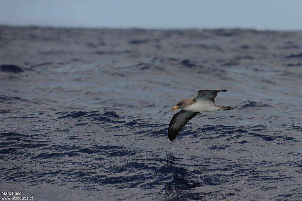 Cory's Shearwateradult breeding, habitat, pigmentation, Flight, Behaviour