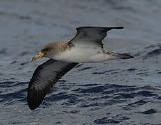 Cory's Shearwater