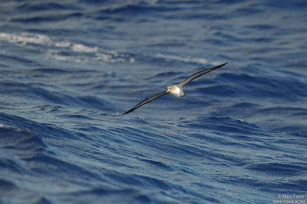 Cory's Shearwater, identification, Flight, Behaviour