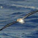 Puffin boréal