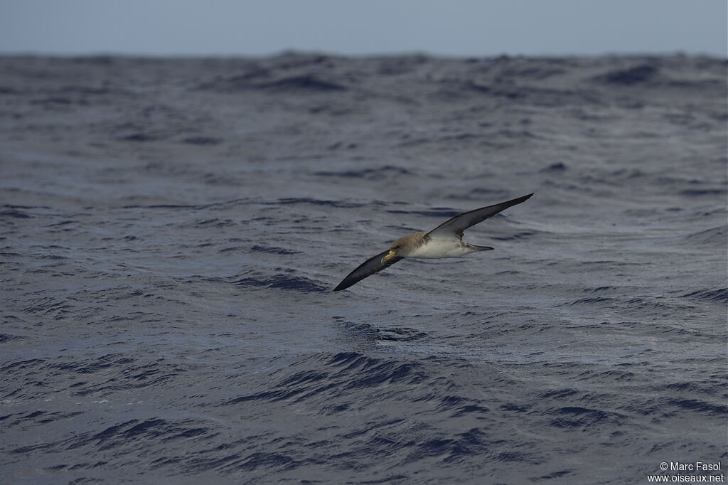 Cory's Shearwateradult breeding, identification, Flight, Behaviour