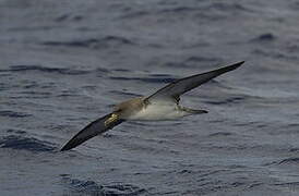 Cory's Shearwater