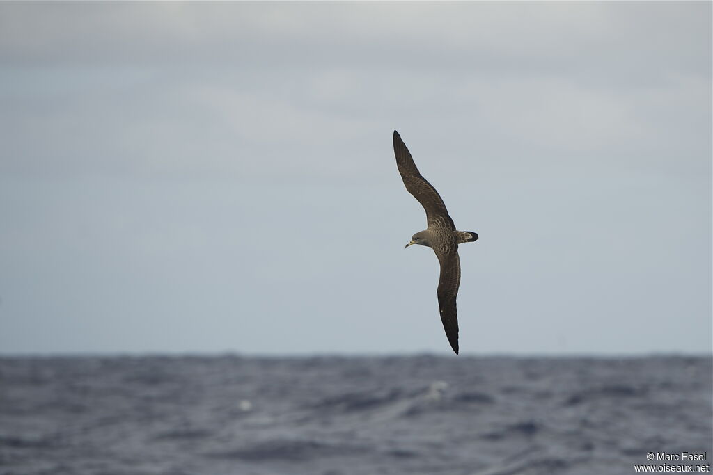 Puffin boréaladulte nuptial, Vol