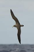 Cory's Shearwater