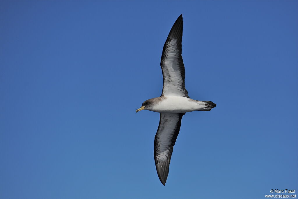 Cory's Shearwateradult, identification