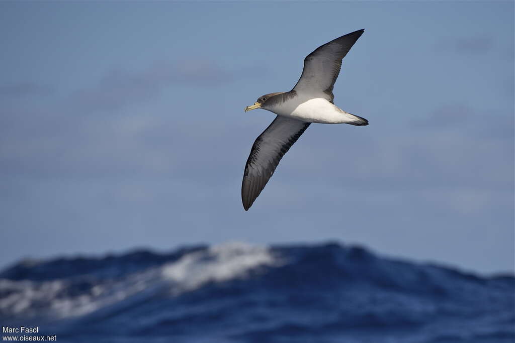 Cory's Shearwateradult, pigmentation, Flight