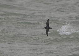 Manx Shearwater