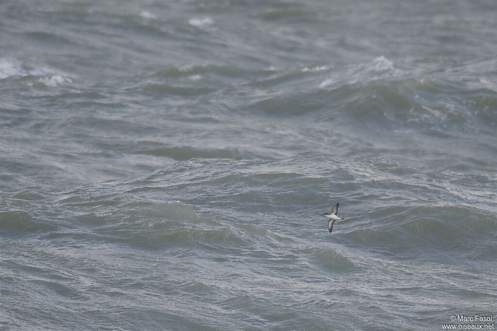 Manx Shearwater, Flight