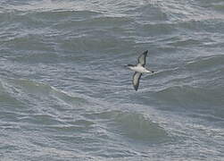 Manx Shearwater