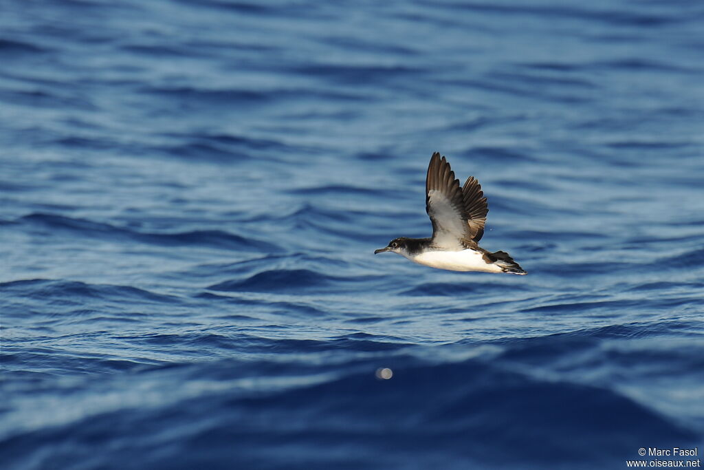 Manx Shearwateradult, Flight