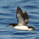 Puffin des Anglais