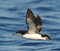 Manx Shearwater