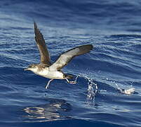 Manx Shearwater