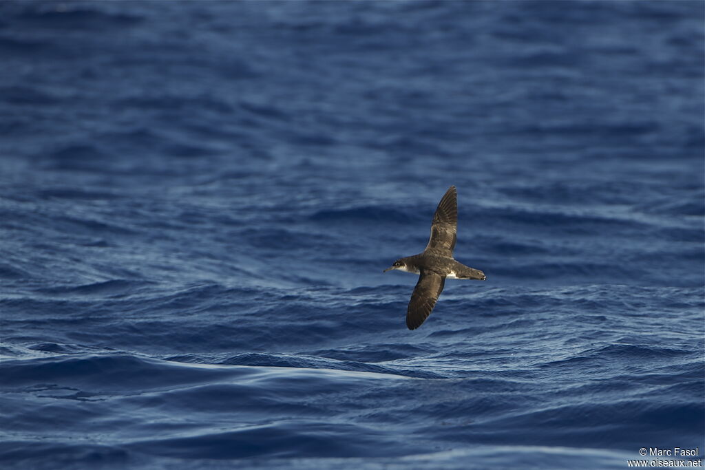 Manx Shearwateradult breeding, identification, Flight, Behaviour