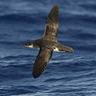 Puffin des Anglais