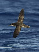 Manx Shearwater