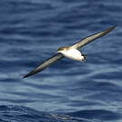 Puffin des Anglais