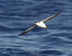 Manx Shearwater