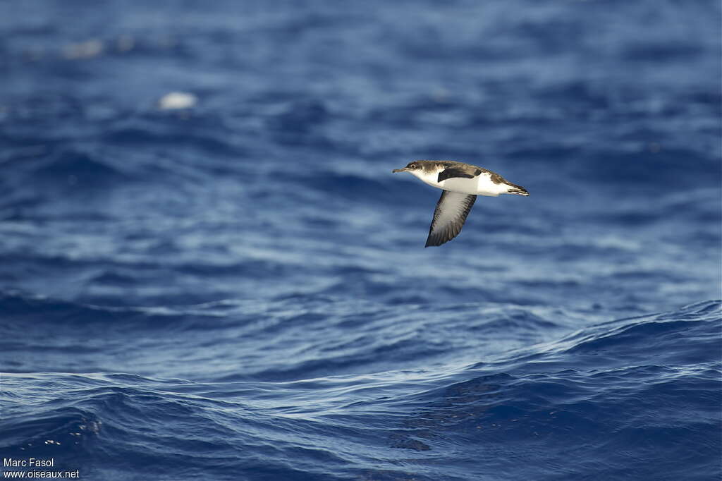 Puffin des Anglaisadulte nuptial, Vol