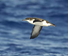 Manx Shearwater