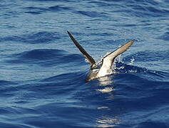 Manx Shearwater