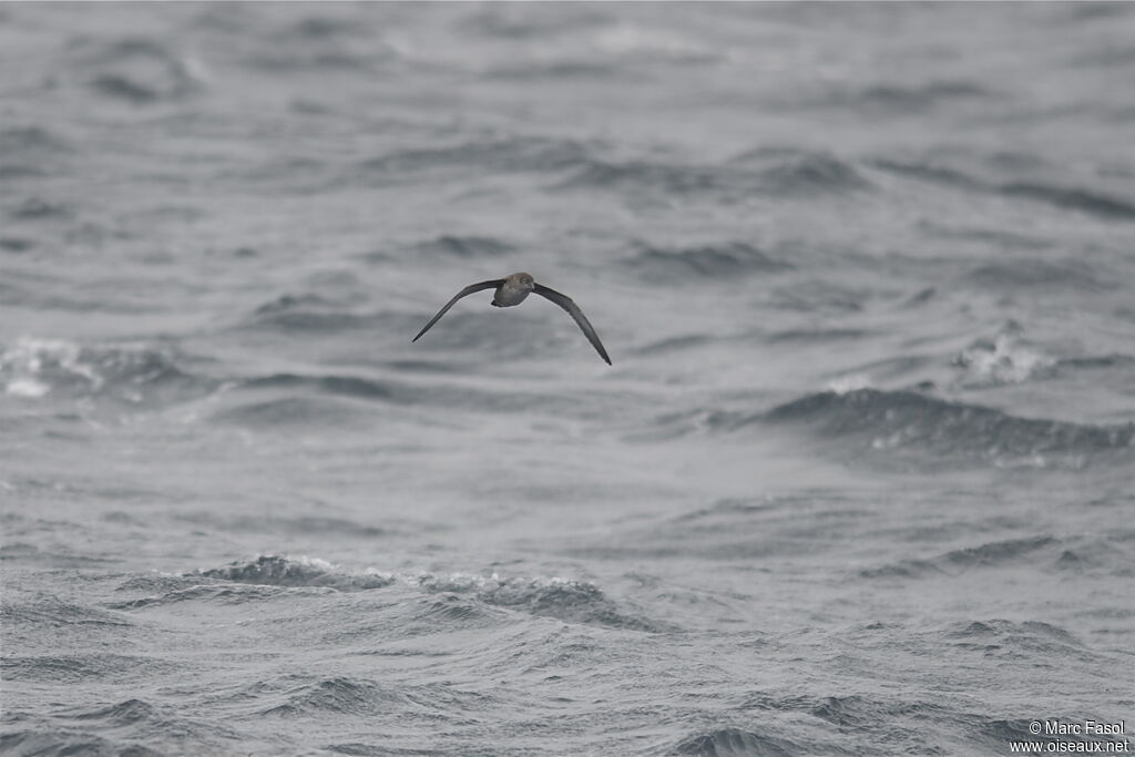 Balearic Shearwater, Flight