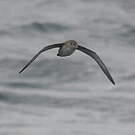 Puffin des Baléares