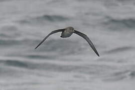 Balearic Shearwater