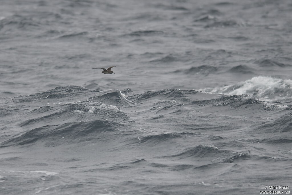 Balearic Shearwater, Flight