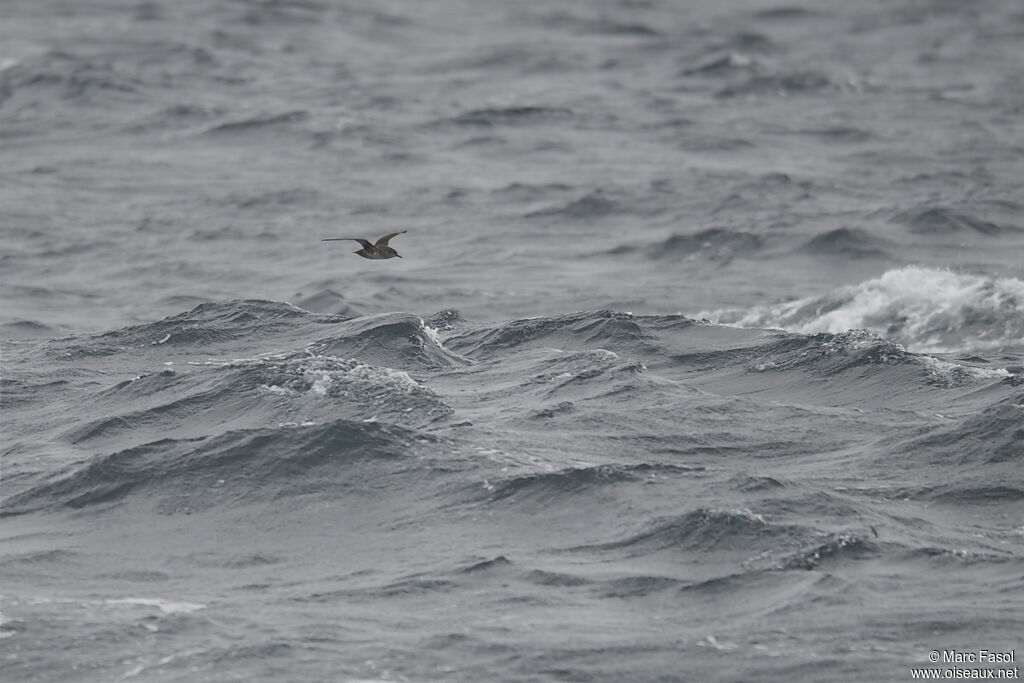 Puffin des Baléares, Vol