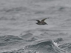 Balearic Shearwater